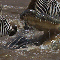 Croc Attack